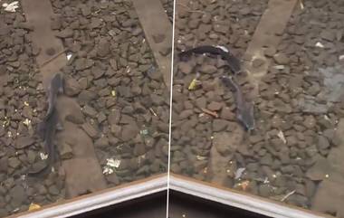 Fish In Mumbai Local Track: বানভাসী মুম্বইয়ে ট্রেন লাইনে ভাসছে বড় বড় মাছ, ছিপ না আনার আক্ষেপ নিত্যযাত্রীদের, দেখুন ভিডিয়ো