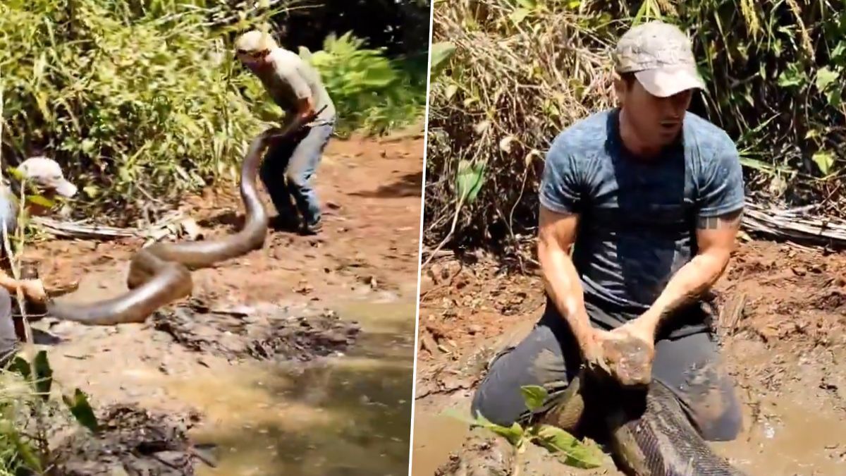 Anaconda Rescue Video: কলম্বিয়ার জঙ্গল থেকে উদ্ধার ২৫০ কেজির গ্রিন অ্যানাকোন্ডা, দেখুন ভিডিয়ো