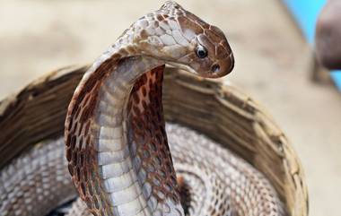 Man Bitten Back Snake: সাপকে কামড়ে বেঁচে উঠল মানুষ, প্রাণ গেল সরীসৃপের