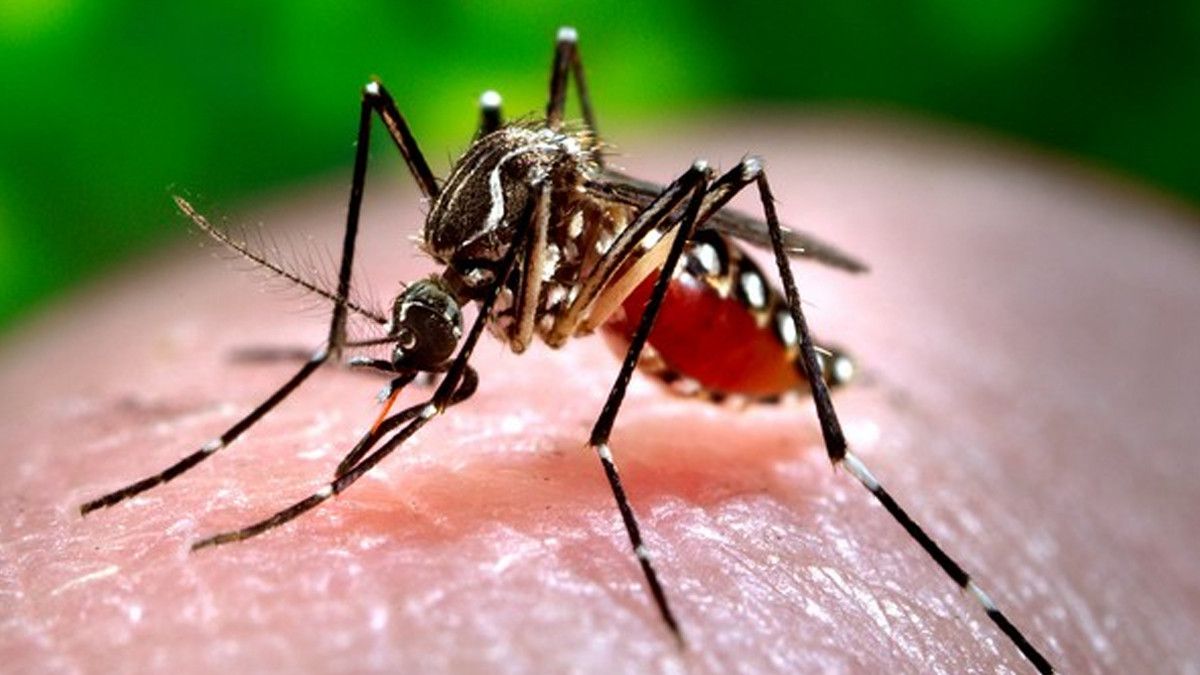 Zika Virus:  বর্ষা আসতেই ভয় ধরাচ্ছে জিকা ভাইরাস, দেশে ফের আক্রান্ত ৫, উপসর্গ কী?