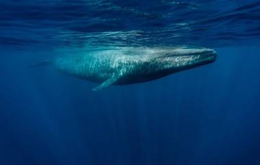 Rare Blue Whale Seen: কেপ অ্যানে দেখা মিলল গ্রহের সব থেকে বড় প্রাণী নীল তিমির