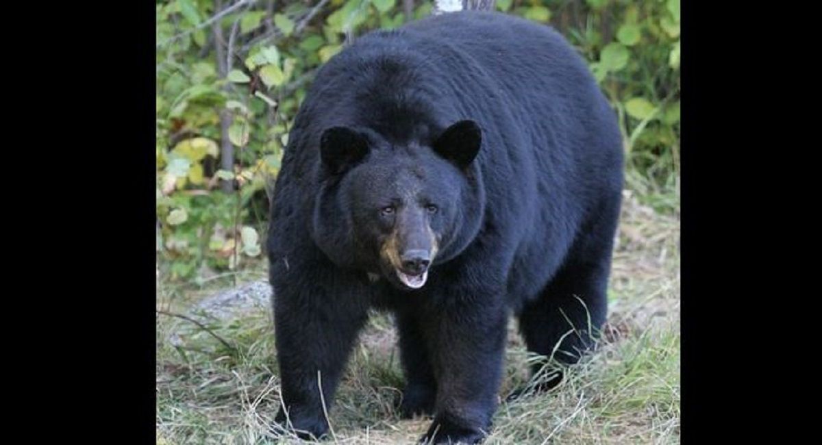 Bear Enters School: স্কুলে বিয়ার হলিডে! প্রাথমিক স্কুলে তিনি যে বসে কে তা জানত