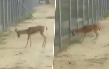 Deer Fight at Border Video: কাটাতারের দুপাশে লড়ছে ভারত, পাকিস্তানের হরিণ, ভিডিয়ো ভাইরাল