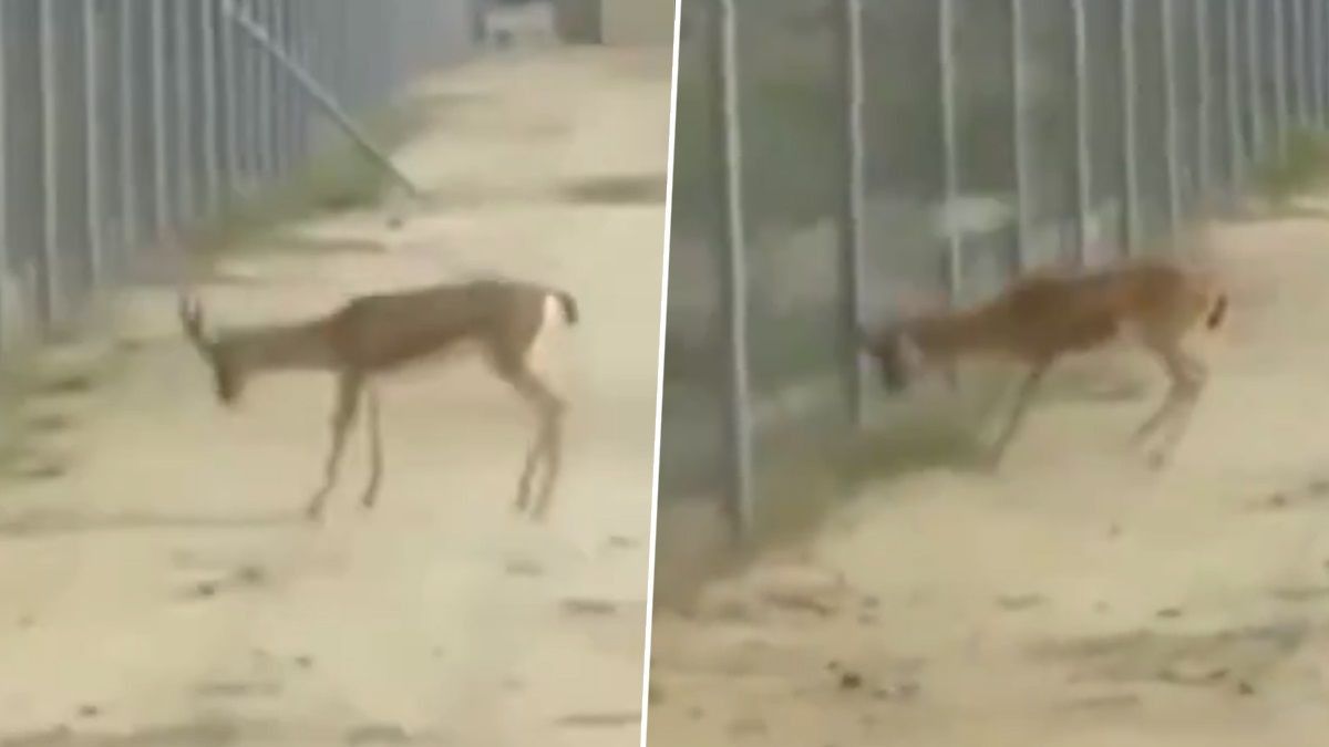 Deer Fight at Border Video: কাটাতারের দুপাশে লড়ছে ভারত, পাকিস্তানের হরিণ, ভিডিয়ো ভাইরাল