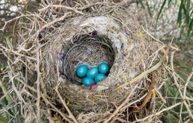 Rare Bird Eggs Seized in Australia: অস্ট্রেলিয়ায় উদ্ধার ৫ লক্ষ ডলার মূল্যের হাজার হাজার বিরল প্রজাতির পাখির ডিম