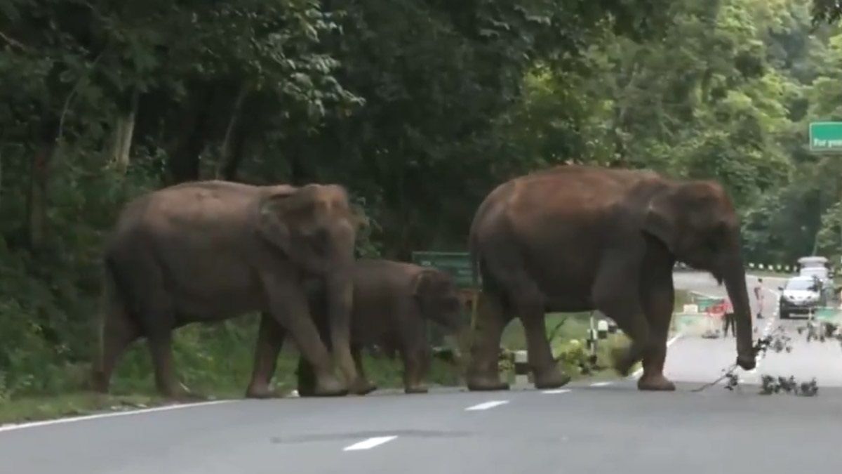 Video: চড়ছে তাপমাত্রা, ৩০ ডিগ্রির গরমে নাজেহাল হাতিদের রাখা হচ্ছে বরফের ছোট পাহাড়ে, দেখুন ভিডিয়ো