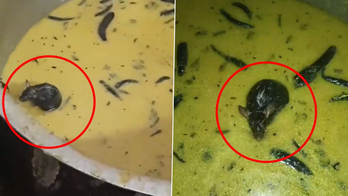 Viral Video: হোস্টেলের খাবারে সাঁতার কেটে বেরাচ্ছে ইঁদুর, ভিডিয়ো ভাইরাল হতেই কাঠগড়ায় বিশ্ববিদ্যালয় কর্তৃপক্ষ