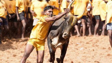 Jallikattu: লড়াইয়ে ষাঁড়ের শিংয়ের গুতোয় ভেঙে দু টুকরো খেলোয়াড়ের বুক, দেখুন ভিডিয়ো