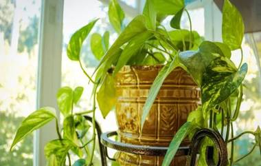 Indoor Plants: বাড়ির অন্দর আরও সুন্দর করে তোলে কম রক্ষণাবেক্ষণ সহ সুন্দর গাছ, জেনে নিন এমনই কিছু গাছের তালিকা...