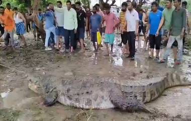 Gujarat Rain: বন্যার দোসর হয়ে ভাদোদরায় কুমিরের উৎপাত, বাড়ির উঠোন-ছাদ-রাস্তা সর্বত্র আতঙ্ক