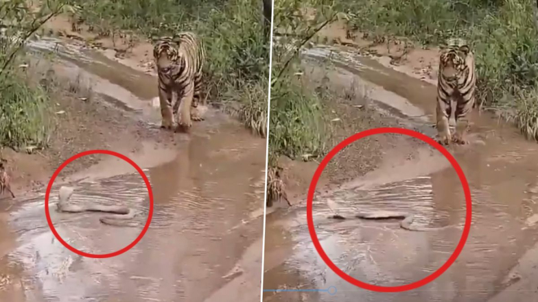 Tiger Viral Video: এই প্রাণীর সামনে পিছু হাঁটতে বাধ্য হল বাঘমামা, দেখুন ভাইরাল ভিডিও