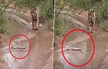 Tiger Viral Video: এই প্রাণীর সামনে পিছু হাঁটতে বাধ্য হল বাঘমামা, দেখুন ভাইরাল ভিডিও