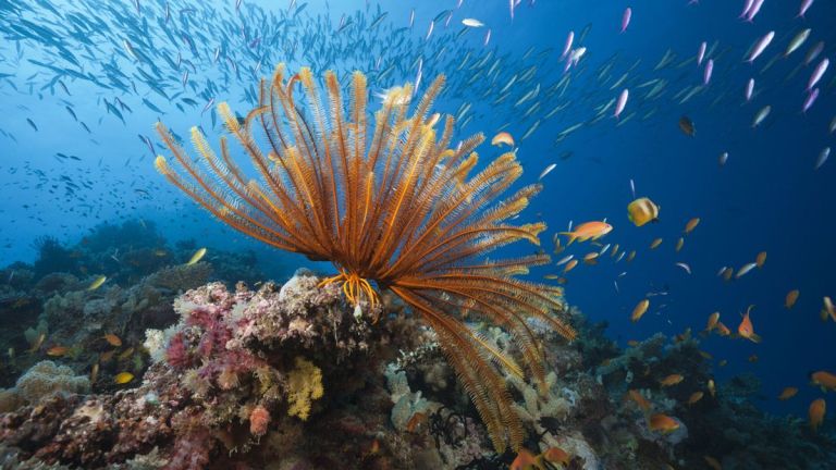 Great Barrier Reef: সমুদ্র যেন ফুটছে! ৪০০ বছরের রেকর্ড ভেঙে গ্রেট ব্যারিয়ার রিফের তাপমাত্রা বাড়ল