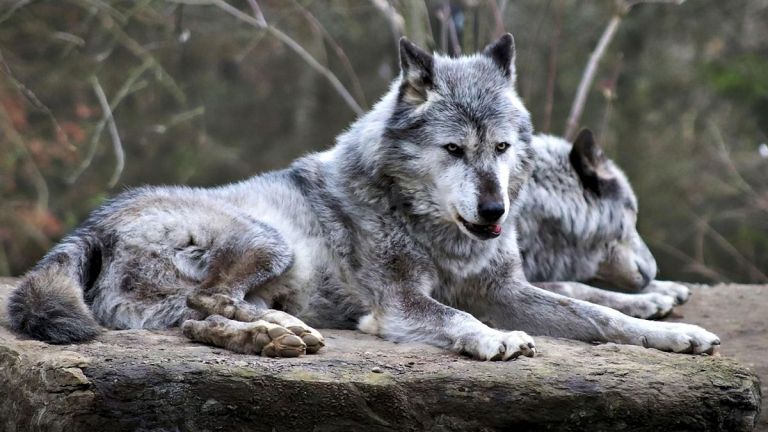 Wolf Attack in Uttar Pradesh: নেকড়ে আতঙ্কে প্রাণ ওষ্ঠাগত, হামলায় বলি ৮, উদ্ধার অভিযান জারি বন দফতরের