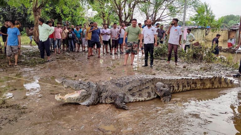 Crocodile Attack: বন্যাবিধ্বস্ত ভাদোদরায় কুমিরের হামলায় মৃত্যু এক ব্যক্তির, আতঙ্কিত এলাকাবাসী