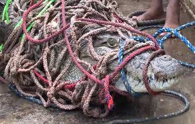 Crocodile: উত্তর প্রদেশে হাপুরের পুকুর থেকে উদ্ধার কুমির