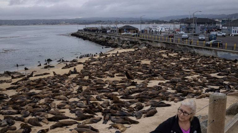 Sea Lions: ক্যালিফোর্নিয়ার সান কার্লোস সৈকতে শত শত 'সি লায়ন'