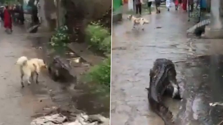 Crocodile Viral Video: বিজনোর গ্রামে ঘুরে বেড়াচ্ছে কুমির, দেখুন ভাইরাল ভিডিও