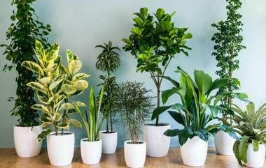 Indoor plants: ঘরের সৌন্দর্য বাড়িয়ে তুলতে ও ঘরের বাতাস বিশুদ্ধ করতে নার্সারী থেকে নিয়ে আসুন এই ৩টি গাছ