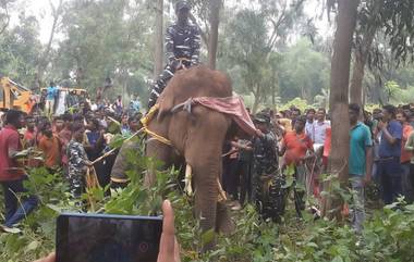 Jhargram: লোকালয়ে ঢুকে পড়ায় আগুনের গোলা ছুড়ে হাতিকে হত্যা , ভাইরাল চরম অমানবিক ভিডিয়ো