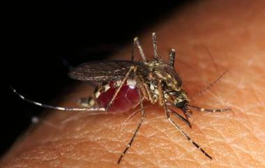 Massachusetts Mosquito Virus: মশা ছড়াচ্ছে বিপজ্জনক ভাইরাস, EEE ভাইরাসের নেই কোনও ভ্যাকসিন ও চিকিৎসা