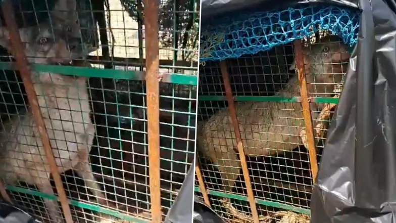 Uttar Pradesh: পরপর ৮ জনকে মেরে অবশেষে বন্দি, খুনি নেকড়ে ধরতে 'অপারেশন ভেড়িয়া' বাহরিচে, দেখুন ভিডিয়ো