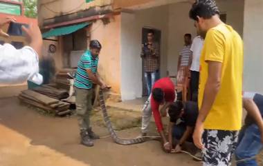 King Cobra: ময়ূরভঞ্জে বাড়িতে ঢুকে পড়ল ১১ ফুটের কিং কোবরা