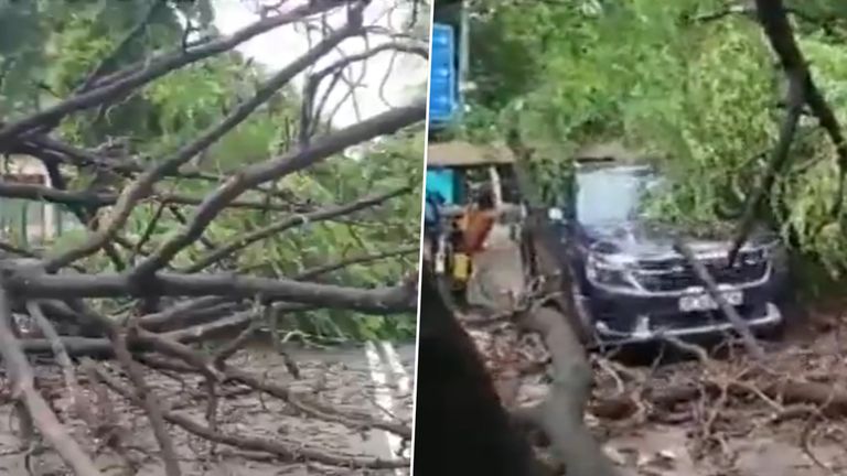 Delhi Rain: শিকড় ছিঁড়ে উপড়ে পড়ল দৈত্যাকার গাছ, দিল্লির ডন বস্কো স্কুলের বাইরে ক্ষতিগ্রস্ত বৈদ্যুতিক তার ও যানবাহন