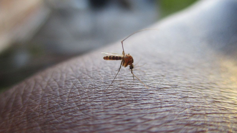 Dengue: কর্মবিরতির জের! ডেঙ্গুতে মৃত্যু নাবালকের, দক্ষিণ দমদমের পুর হাসপাতালের বিরুদ্ধে বিস্ফোরক অভিযোগ