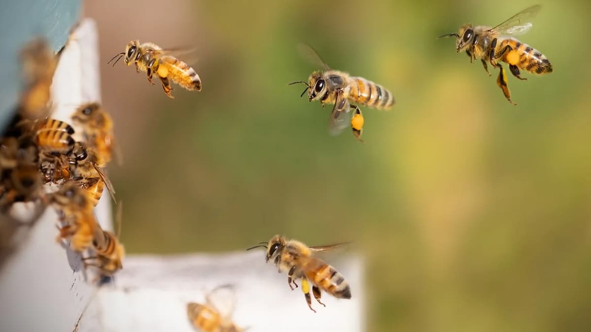 Bee Attack in Pune: শিব জয়ন্তী উপলক্ষে শিবনেরি ফোর্টে মৌমাছির আক্রমণ, ৭ জন মেডিকেল কর্মী ও একজন বন কর্মকর্তা সহ ১০ জন আহত