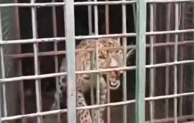 Leopard Rescued From Rampur: মহম্মদ আলী জহর বিশ্ববিদ্যালয় ক্যাম্পাসে আতঙ্ক ছড়ানো চিতাবাঘ ধরল রামপুরের বন বিভাগ (দেখুন ভিডিও)