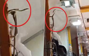 Snake In Train: গরীবরথে সাপের সওয়ারি, চক্ষু চড়কগাছ দূরপাল্লার যাত্রীদের, ছড়াল আতঙ্ক