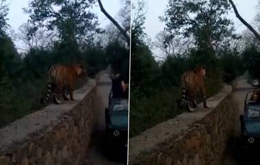 Tiger Viral Video: পর্যটকদের সামনে ঝাঁপিয়ে পড়ল বাঘ, দেখুন ভাইরাল ভিডিও