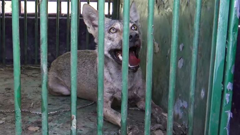 Bahraich Wolf Attack: বাহরাইচে ফের নেকড়ে হানা, জখম ৫০ বছর বয়সী মহিলা