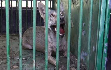 Wolf Terror In Uttar Pradesh: হঠাৎ হামলা চালাচ্ছে নেকড়ের দল, বাড়ছে আতঙ্ক, ড্রোনের নজরদারিতেও হদিশ মিলছে না 'মানুষখেকোদের'