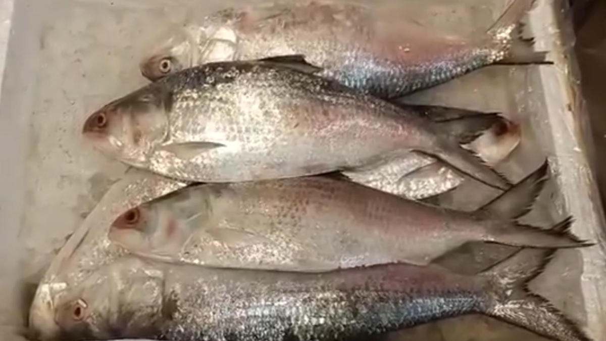 Bangladesh Hilsa: কাঁটাতার পেরিয়ে বাংলায় এল পদ্মার ইলিশ, পুজোর আগে বাঙালির মুখে হাসি, দাম কত জানেন?