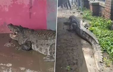 Crocodiles in Vadodara: তিন দিনে ভাদোদরার লোকালয় থেকে ২৪টি কুমির উদ্ধার, বাড়ছে আতঙ্ক