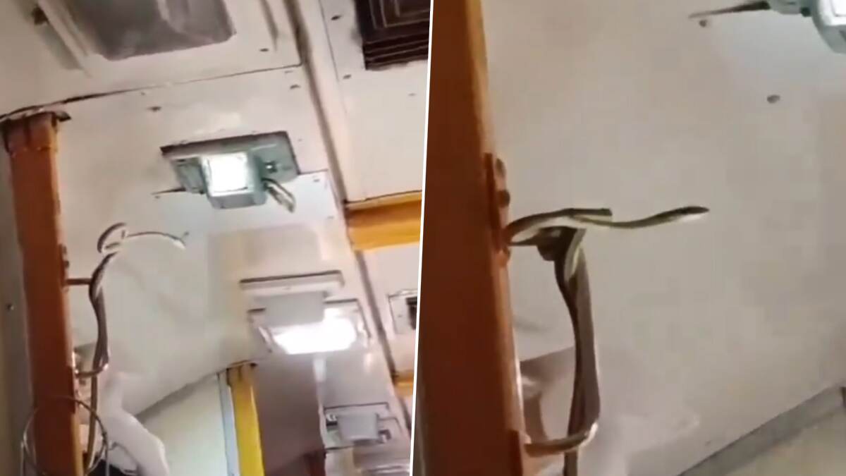 Snake Found In A Train Video: মুম্বইগামী চলন্ত গরীব রথ এক্সপ্রেসের এসি কামরা থেকে বের হল লম্বা সাপ, গরীব রথে আতঙ্কিত যাত্রীরা