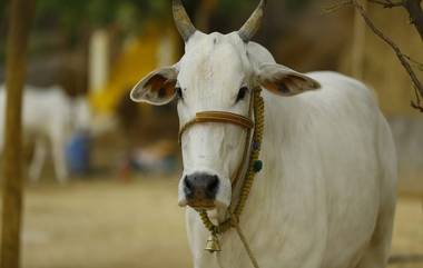 Uttar Pradesh: 'ক্যানসার থেকে মুক্তি গোশালায় শুলে, গরুর সেবা করলে', দাবি মন্ত্রীর