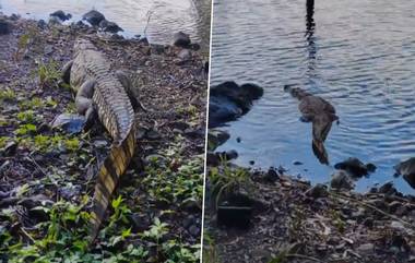 Crocodile Spotted: আবাসনের ভিতর ঘুরে বেড়াচ্ছে ৯ ফুট লম্বা কুমির, আতঙ্কে বন দফরে ফোন আবাসিকদের, দেখুন ভিডিয়ো