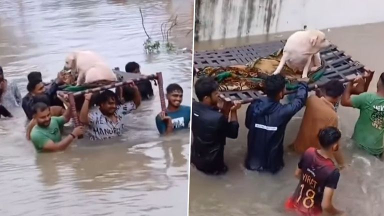 Gujrat Flood: গুজরাটের বন্যায় আটকে পড়া কুকুরকে উদ্ধার পশুপ্রেমীদের, মানবিক ভিডিও দেখে শুভেচ্ছা নেটিজেনদের (দেখুন ভিডিও)