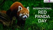 International Red Panda Day 2024: আন্তর্জাতিক লাল পান্ডা দিবস কবে? আন্তর্জাতিক লাল পান্ডা দিবসের ইতিহাস ও গুরুত্ব...