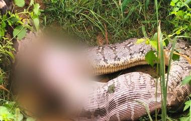 Python Attacks Cow: মিরাকেল! ১৬ ফুট পাইথনের মুখ থেকে প্রাণে বেঁচে ফিরল গরু