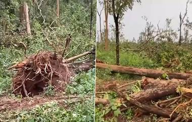 Video: একটানা বর্ষণ, তেলাঙ্গানায় উপড়ে পড়ল ৫০ হাজার গাছ, দেখুন ভিডিয়ো