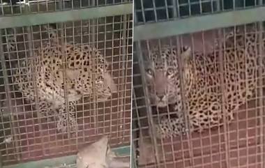 Leopard: লোকালয়ে খাবার খুঁজতে এসে ড্রেনে পড়ল চিতা, ৮ ঘণ্টার উদ্ধার অভিযানে প্রাণ বাঁচল বাঘের