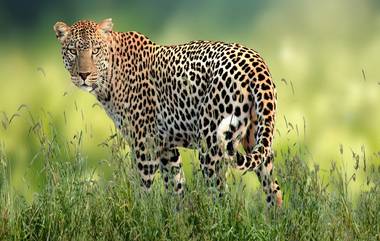 Farmer Kills Leopard: আত্মরক্ষার জন্য লাঠি দিয়ে চিতাবাঘ হত্যা করলেন কৃষক