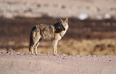 Uttar Pradesh Wolf: বাহরাইচে নেকড়ে ত্রাসের ইতি, গ্রামবাসীরা পিটিয়ে মারল ষষ্ঠ মানুষখেকোটিকে, তদন্তে বন দফতর