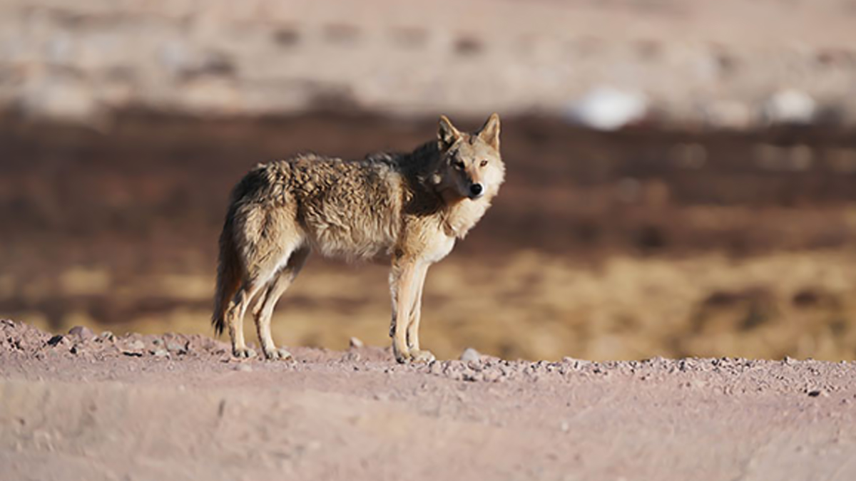 Uttar Pradesh Wolf: বাহরাইচে নেকড়ে ত্রাসের ইতি, গ্রামবাসীরা পিটিয়ে মারল ষষ্ঠ মানুষখেকোটিকে, তদন্তে বন দফতর
