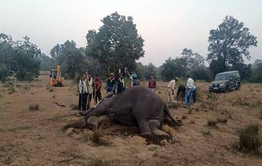 Four Elephants Dead: বান্ধবগড় টাইগার রিজার্ভে মৃত ৪টি হাতি, অসুস্থ আরও ৫