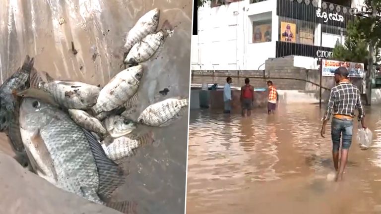 Karnataka Rain: একটানা বৃষ্টিতে রাস্তা জলাশয়ের চেহারা নিয়েছে, চড়ে বেরাচ্ছে মাছ, কোমর বেঁধে ধরতে নেমেছে স্থানীয়রা